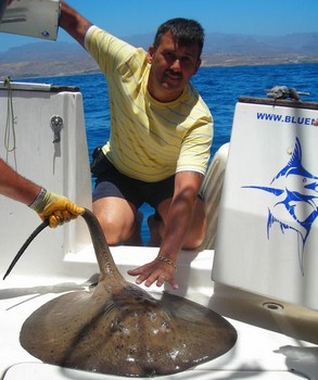 07/08 runder Stachelrochen Cavalier & Blue Marlin Sportfischen Gran Canaria