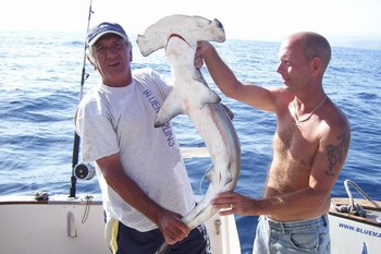 Hammerhai Cavalier & Blue Marlin Sportfischen Gran Canaria
