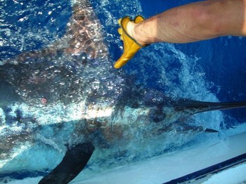 04/09 blue marlin Cavalier & Blue Marlin Sport Fishing Gran Canaria