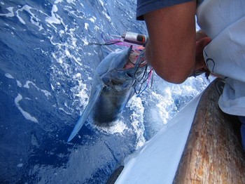 vit marlin Cavalier & Blue Marlin Sport Fishing Gran Canaria
