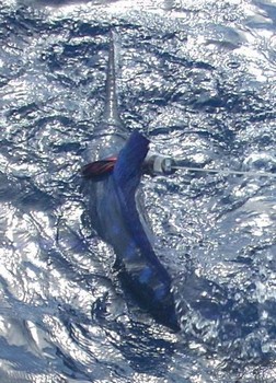 24/05 ansluten Cavalier & Blue Marlin Sport Fishing Gran Canaria