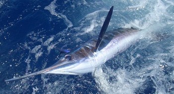 26/05 spear fish Cavalier & Blue Marlin Sport Fishing Gran Canaria
