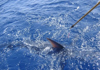 02/06 blue marlin Cavalier & Blue Marlin Sport Fishing Gran Canaria