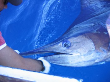 12/06 blue marlin Cavalier & Blue Marlin Sport Fishing Gran Canaria
