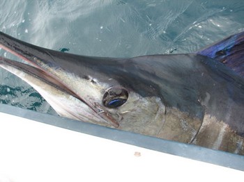 28/06 blue marlin Cavalier & Blue Marlin Sport Fishing Gran Canaria