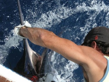 09/10 blå marlin Cavalier & Blue Marlin Sport Fishing Gran Canaria