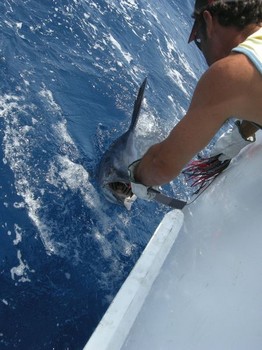 tag & release Cavalier & Blue Marlin Sport Fishing Gran Canaria