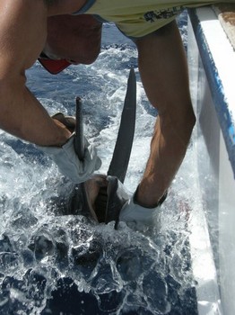 släpp mig fri Cavalier & Blue Marlin Sport Fishing Gran Canaria