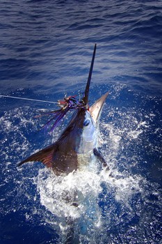 19/08 blue marlin Cavalier & Blue Marlin Sport Fishing Gran Canaria