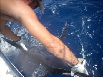 26/08 tag & release Cavalier & Blue Marlin Sport Fishing Gran Canaria