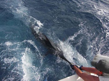 släpp mig fri Cavalier & Blue Marlin Sport Fishing Gran Canaria