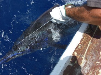lasse mich los Cavalier & Blue Marlin Sportfischen Gran Canaria