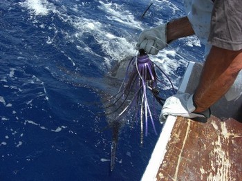 lasse mich los Cavalier & Blue Marlin Sportfischen Gran Canaria