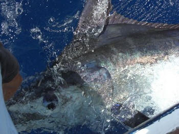 15/09 blauer Marlin Cavalier & Blue Marlin Sportfischen Gran Canaria