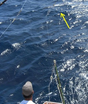 yellowfin tuna Cavalier & Blue Marlin Sport Fishing Gran Canaria