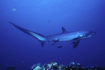 Shark thresher thintail Cavalier & Blue Marlin Sport Fishing Gran Canaria