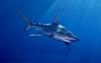 Shark galapagos Cavalier & Blue Marlin Sport Fishing Gran Canaria