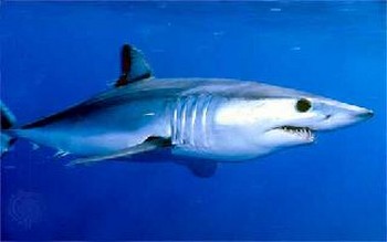 Shark mako shortfin Cavalier & Blue Marlin Sport Fishing Gran Canaria