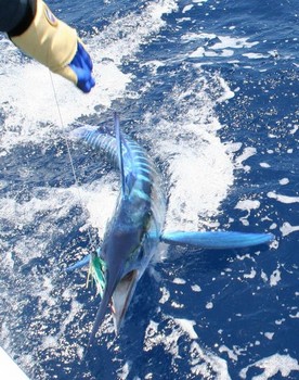 white marlin Cavalier & Blue Marlin Sport Fishing Gran Canaria