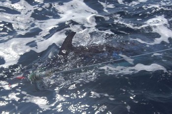 29/05 spearfish Cavalier & Blue Marlin Sport Fishing Gran Canaria