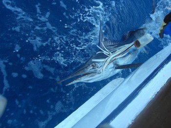 spearfish Cavalier & Blue Marlin Sport Fishing Gran Canaria