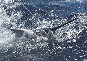 blue marlin Cavalier & Blue Marlin Sport Fishing Gran Canaria