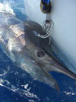 tagged & released Cavalier & Blue Marlin Sport Fishing Gran Canaria