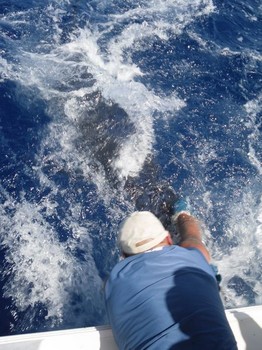225 kg blue marlin Cavalier & Blue Marlin Sport Fishing Gran Canaria