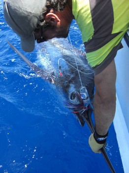 06/07 blue marlin Cavalier & Blue Marlin Sport Fishing Gran Canaria