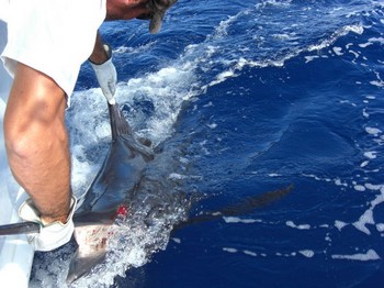 09/07 blue marlin Cavalier & Blue Marlin Sport Fishing Gran Canaria