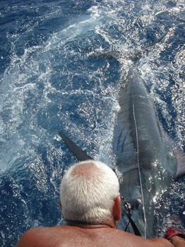 blue marlin Cavalier & Blue Marlin Sport Fishing Gran Canaria