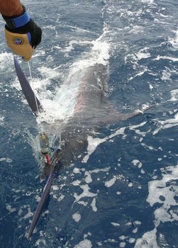 tag & release Cavalier & Blue Marlin Sport Fishing Gran Canaria
