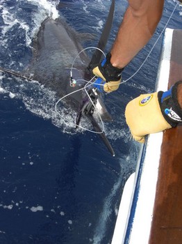 tag and release Cavalier & Blue Marlin Sport Fishing Gran Canaria