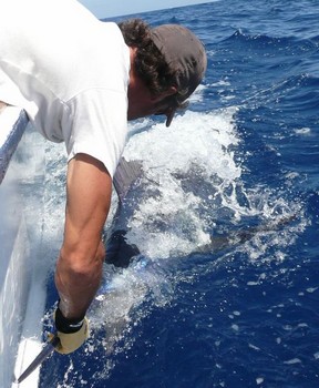 14/08 blue marlin Cavalier & Blue Marlin Sport Fishing Gran Canaria