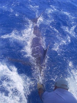 release me Cavalier & Blue Marlin Sport Fishing Gran Canaria