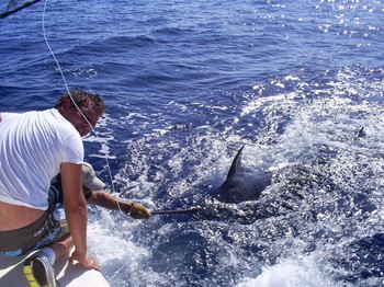 16/09 blue marlin Cavalier & Blue Marlin Sport Fishing Gran Canaria