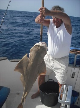 20/11 angel shark Cavalier & Blue Marlin Sport Fishing Gran Canaria