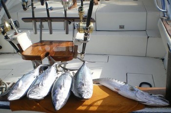 schöner Fang Cavalier & Blue Marlin Sportfischen Gran Canaria