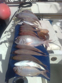 19 pargos rojos Cavalier & Blue Marlin Sport Fishing Gran Canaria