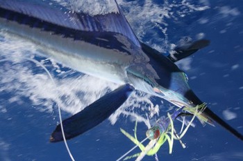 Speerfisch Cavalier & Blue Marlin Sportfischen Gran Canaria