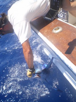Lasse mich los Cavalier & Blue Marlin Sportfischen Gran Canaria