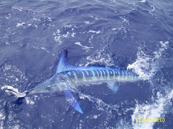 Weißer Marlin Cavalier & Blue Marlin Sport Fishing Gran Canaria