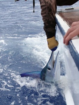 Etiquetar y liberar Cavalier & Blue Marlin Sport Fishing Gran Canaria