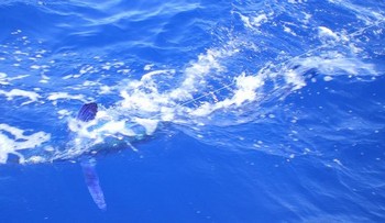 Speerfisch Cavalier & Blue Marlin Sportfischen Gran Canaria