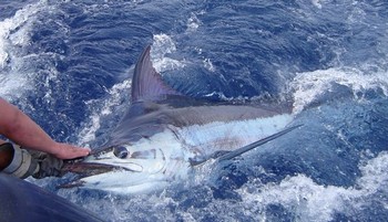 28/06 Blue Marlin Cavalier & Blue Marlin Sportfischen Gran Canaria