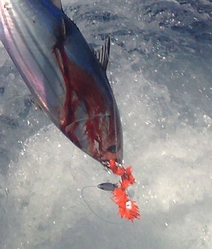 BEESIE - 3 Cavalier & Blue Marlin Sportfischen Gran Canaria