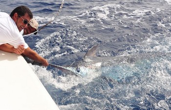Please Release me Cavalier & Blue Marlin Sport Fishing Gran Canaria