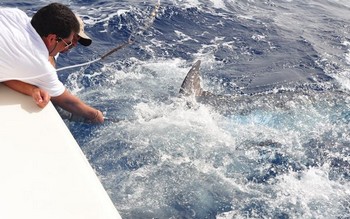 Please Release Me Cavalier & Blue Marlin Sport Fishing Gran Canaria