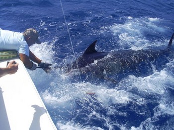 release me 1 Cavalier & Blue Marlin Sport Fishing Gran Canaria