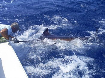 release me 2 Cavalier & Blue Marlin Sport Fishing Gran Canaria